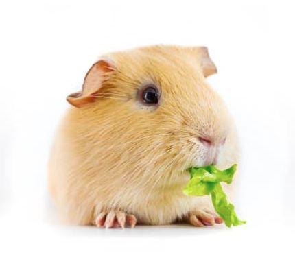 Lettuce for Guinea Pigs